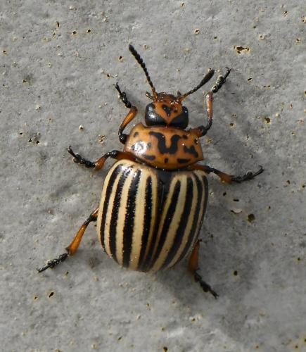 Réf. 228 173 : Leptinotarsa decemlineata